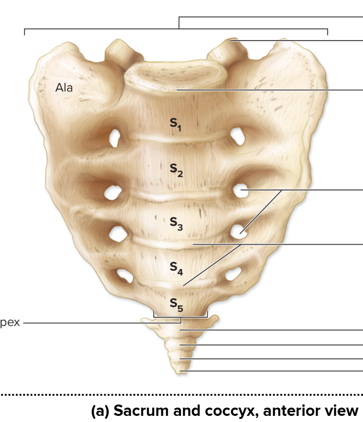 <p>Find the coccyx</p>