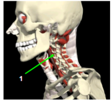 <p><span>mm. intertransversarii cervicis anteriores (deel van Mm. Intertransversarii) </span></p>