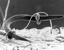 <ul><li><p>Decomposers</p><ul><li><p>feed off of dead organic matter</p></li></ul></li><li><p>Parasites</p><ul><li><p>feed off organisms while they are still alive</p></li></ul></li><li><p>Mutualists</p><ul><li><p>live in the roots of plants</p></li><li><p>fungi helps plant absorb nutrients from soil, plant gives fungi sugar</p></li></ul></li><li><p>Predatory</p><ul><li><p>have modified hyphae that trap microscopic organisms for food</p></li></ul></li></ul><p></p>