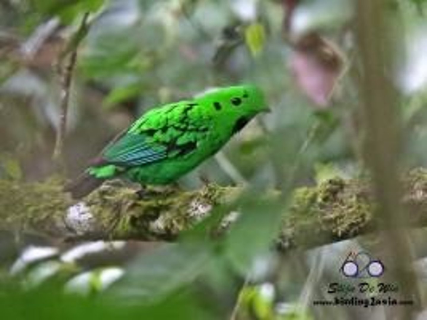 <p>Whiteheads broadbill</p>