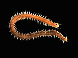 <p>Phylum+Class?</p>