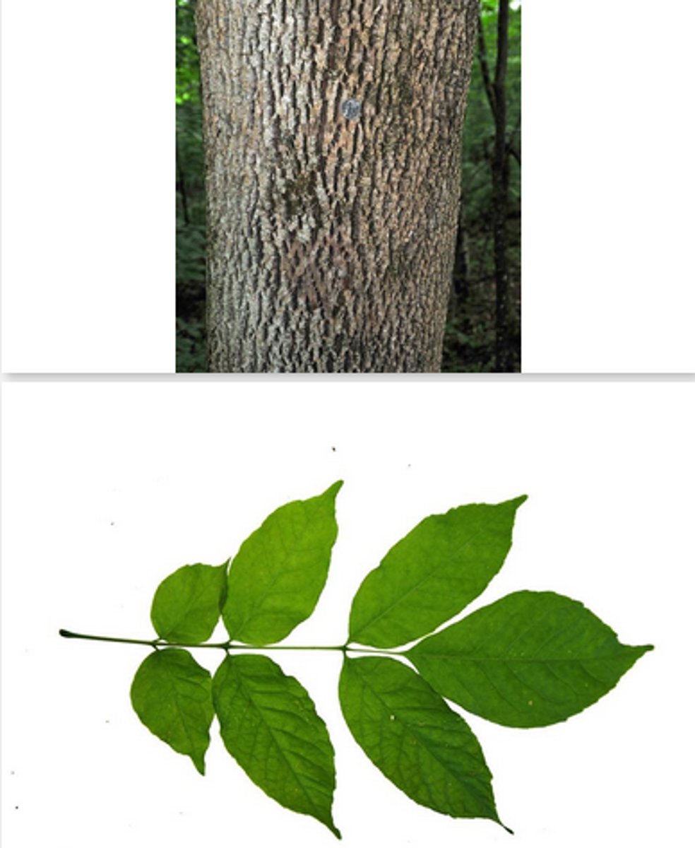 <p>leaves opposite, compound with 7 serrate to entire leaflets, 8-12 inches long</p><p>purple to light green reproductive structures</p><p>one-winged samara</p><p>ashy gray to brown bark interlaced with corky ridges that form diamonds</p>