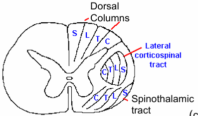 <p>Lateral, like the STT (C,T,L,S)</p>
