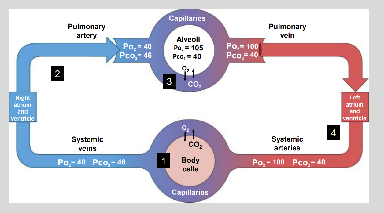 <ul><li><p>Cellular Respiration</p></li><li><p>As a result CO2 builds up in the tissues increasing the cellular Pco2</p></li></ul><p></p>
