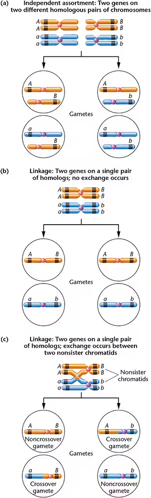 <p><strong>Linkage: </strong>Two genes on a signal pair of homologs— <strong>linked genes: </strong>Genes that are located close together on a chromosome, and segregate together together (travel together)</p><ul><li><p><strong>MUST BE SYNTENIC GENE AND THEY DO <u>NOT</u> ASSORT INDEPENDENTLY</strong></p></li></ul><p><strong>Complete linkage or linkage without crossing over: </strong>Produces only Parental or noncrossover gametes —&gt; equal proportion of parental—&gt; observed only when genes are very close together and # of progeny is relatively small—&gt;<strong>1:2:1 ratio</strong></p><p><strong>linkage with crossing over: </strong>crossover involve only two nonsister chromatids of the four chromatids present in tetrad, results in <strong>recombinant or crossover gametes</strong></p><p></p>