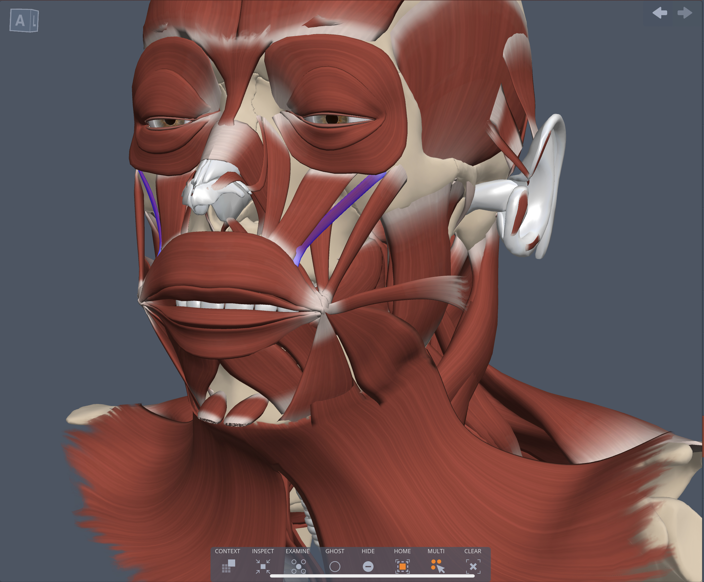 Action of Zygomatic minor muscle