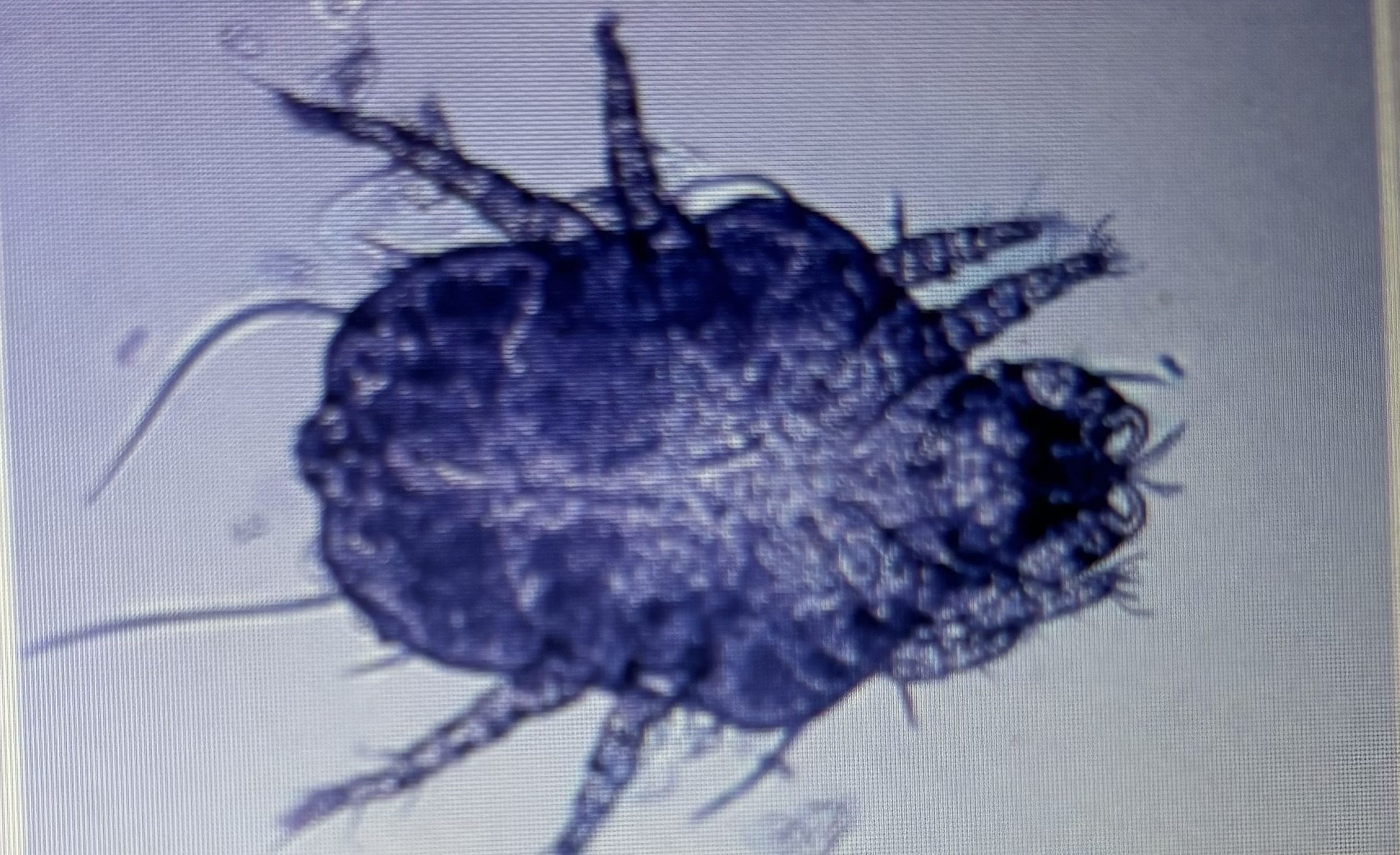 <p>Infests dogs cats and ferrets</p><p>Walking dandruff/fur mite</p><p>Zoonotic</p>