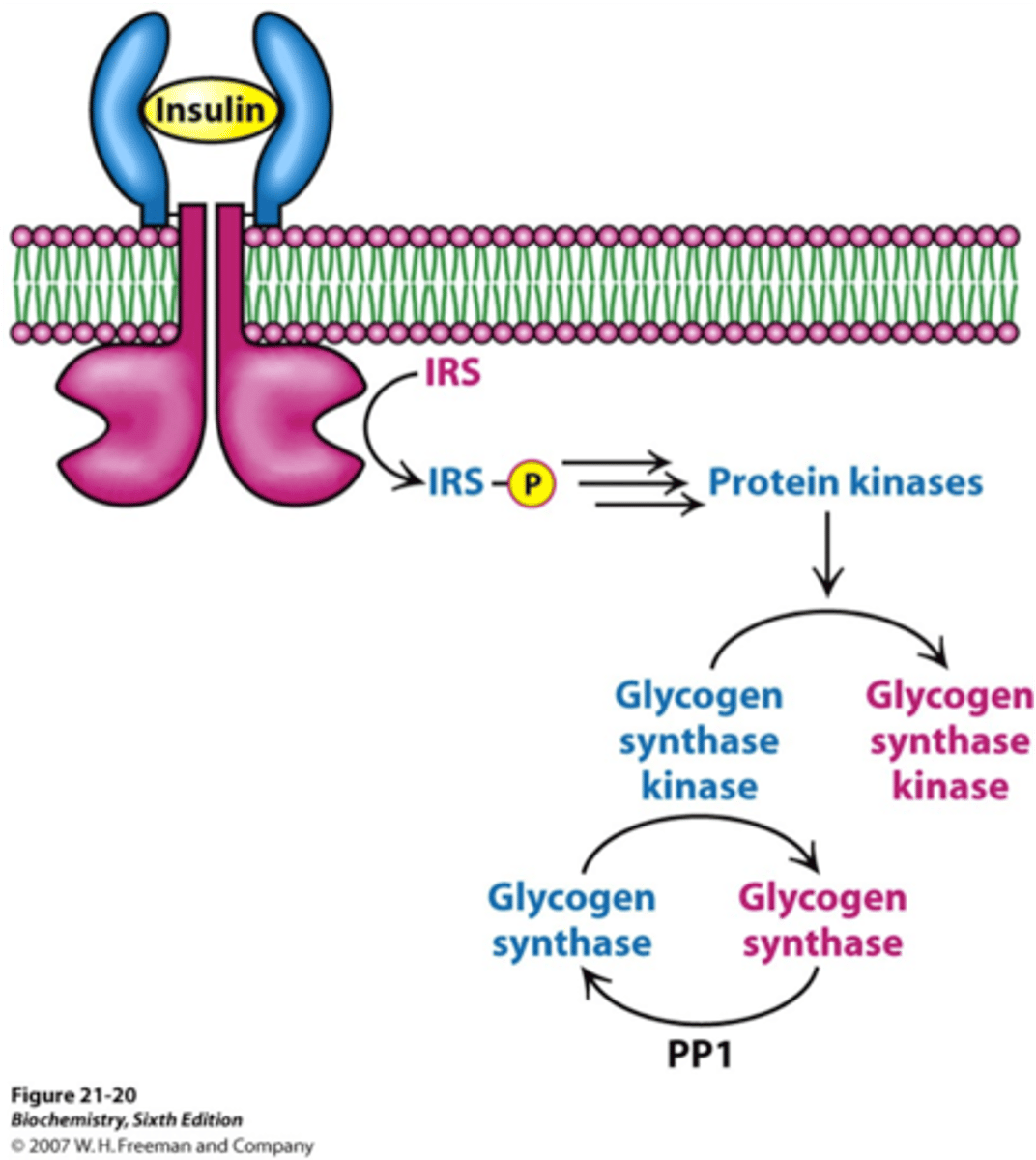 <p>phosphorylates and inhibits glycogen synthase</p>