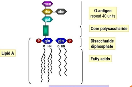 <p>Lipid A (toxic part), polysaccharide core, and O antigen (for serotyping).</p>