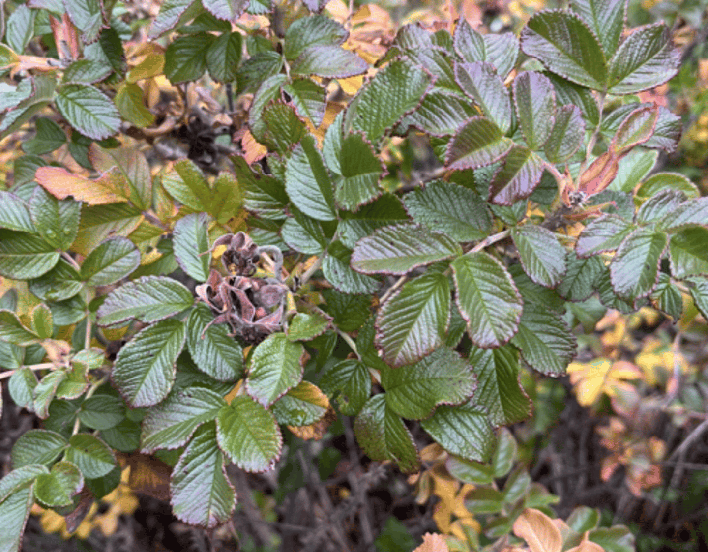 <p>prickles, mini pinnately compound leaf, bad fall color, look viburnumy, weird thing on it</p>