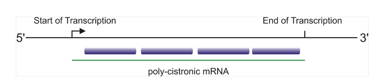 <p><strong>Through differences in mRNA stability</strong>,<strong> degradation rates, translational efficiency, Shine–Dalgarno sequence strength, and structural features such as hairpins.</strong></p>