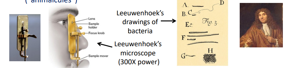<p>first to observe<strong><u> single-celled microbes</u></strong> (“animalcules”)</p><p>&gt; used <strong><u>300 X power microscope</u></strong></p>