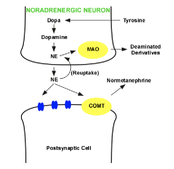 <p>reuptake into adrenergic nerve terminals by active transport</p>