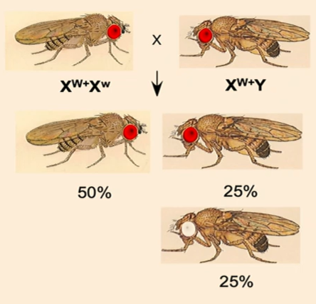 <p>Red-eyed female: XW+ Xw</p><p>Red-eyed male: XW+ Y</p><p></p><p>Punnett square ratios: </p><ul><li><p>XW+ XW+ (red-eyed female)</p></li><li><p>XW+ Xw (red-eyed heterozygous female)</p></li><li><p>XW+ Y (red-eyed male)</p></li><li><p>Xw Y (white-eyed male)</p></li></ul><p></p><p>Expected results: 100% red-eyed females, 50% red-eyed males, 50% white-eyed males</p>