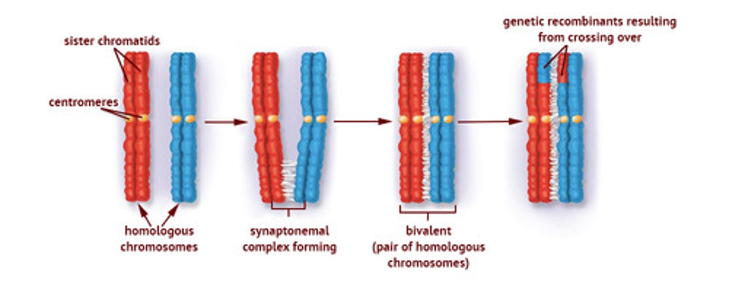 <p>The Chiasma is where the Homologous Chromosomes overlap and is a point of Crossing Over.</p><p>The Synaptonemal Complex is a protein complex that holds the two Homologous Chromosomes together. It also assists in the process of Crossing Over.</p>