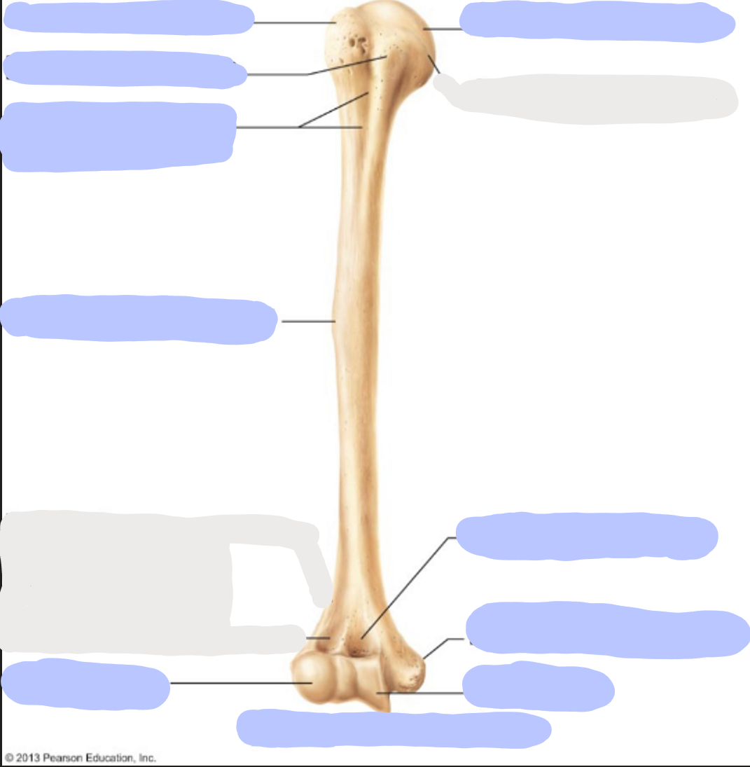 <p>Where is the <strong>Head</strong> of the humerus?</p>