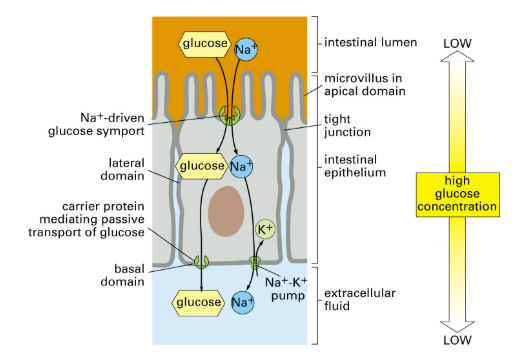 <p><span><span> asymmetric distribution of specific transport proteins on distinct membrane domains =&nbsp;</span></span><mark data-color="rgba(0, 0, 0, 0)" style="background-color: rgba(0, 0, 0, 0); color: inherit;">directional (vectorial) movement of glucose across epithelial cell layers</mark><span>&nbsp;</span></p>