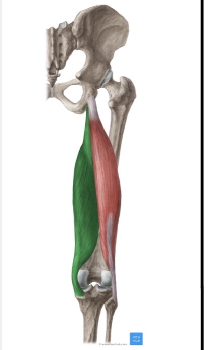 <p>semimembranosus</p>