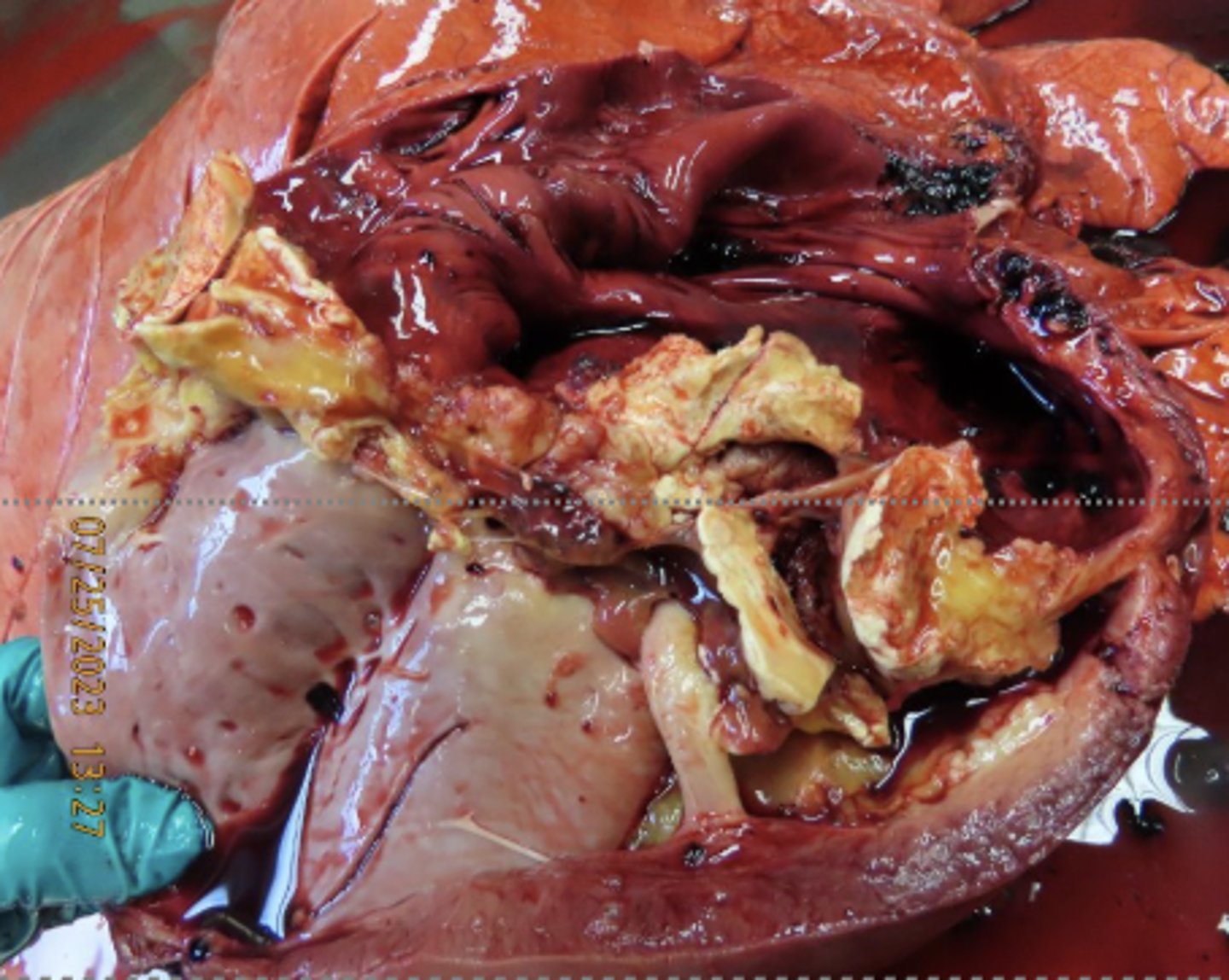 <p>Describe this lesion in a horse.</p>