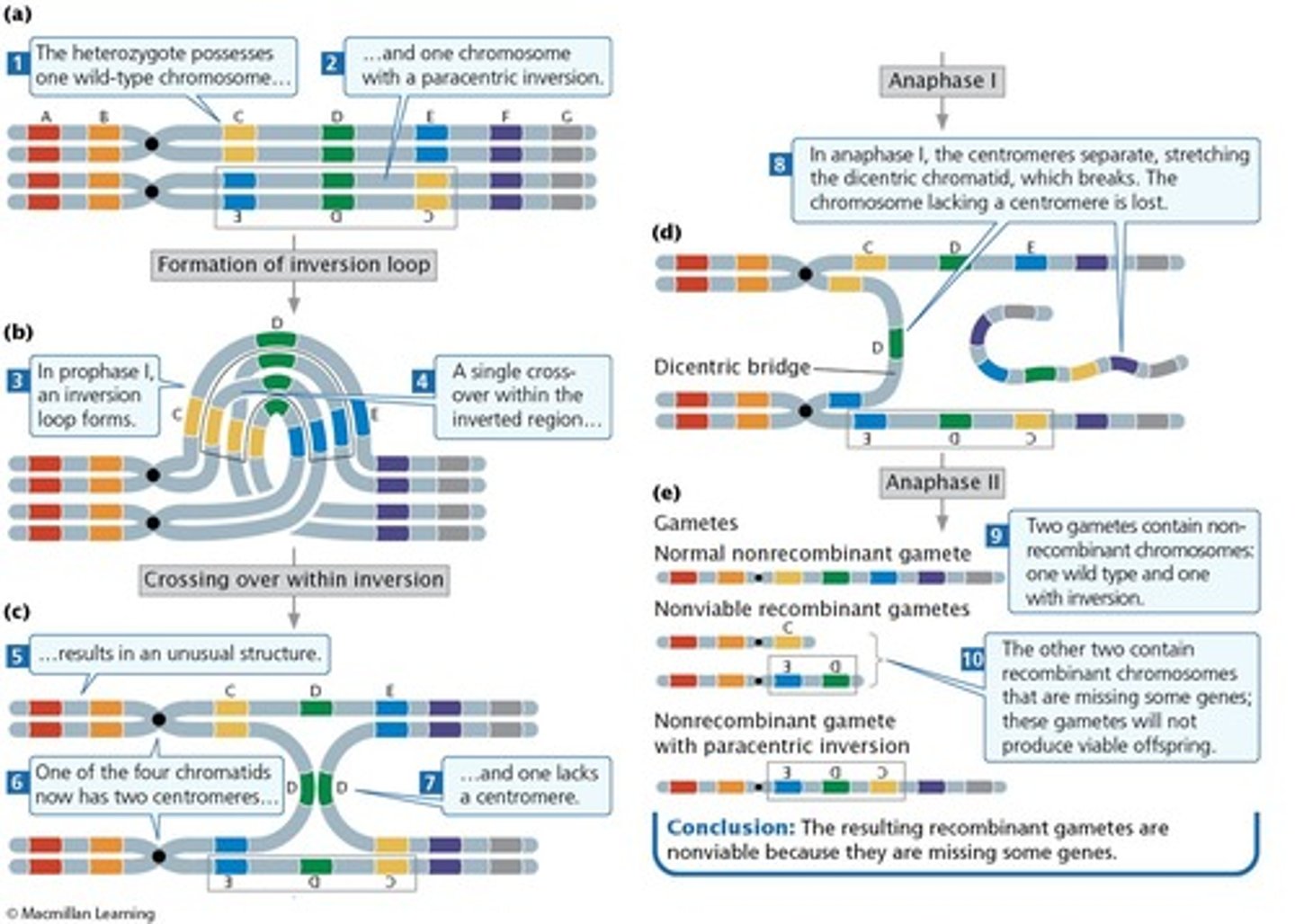 <p>Trisomy and monosomy can result from nondisjunction during meiosis I, meiosis II, or mitosis.</p>