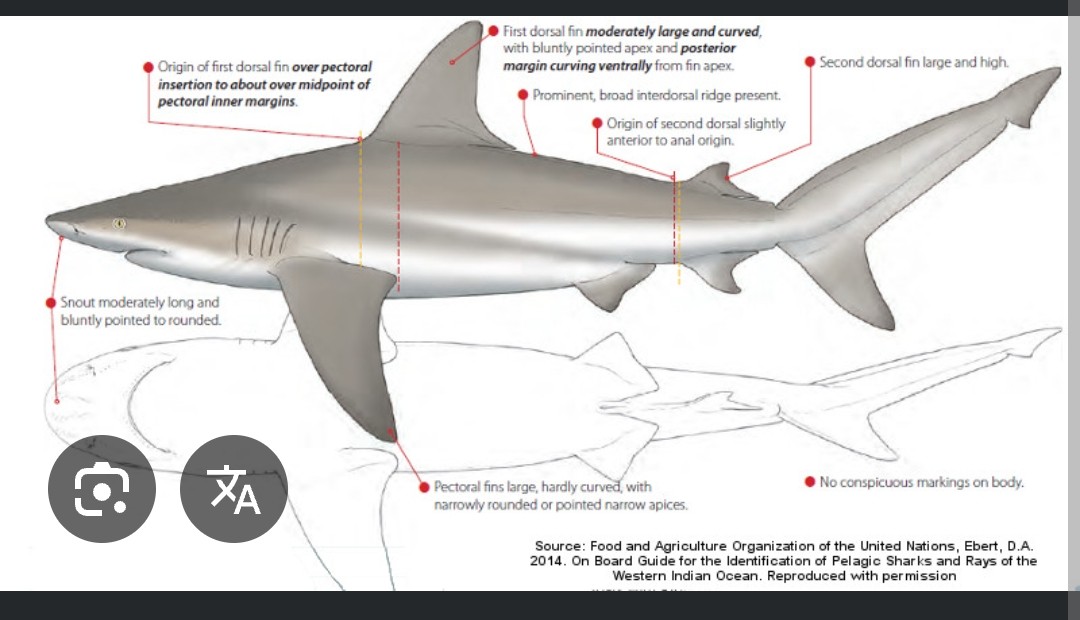 <p class="has-focus">Carcharhinidae family</p><p class="has-focus">Eats deepwater fishes (including sharks and rays), cephalopods</p><p>Gray, large shark with prominent nasal flaps and high interdorsal ridge</p>