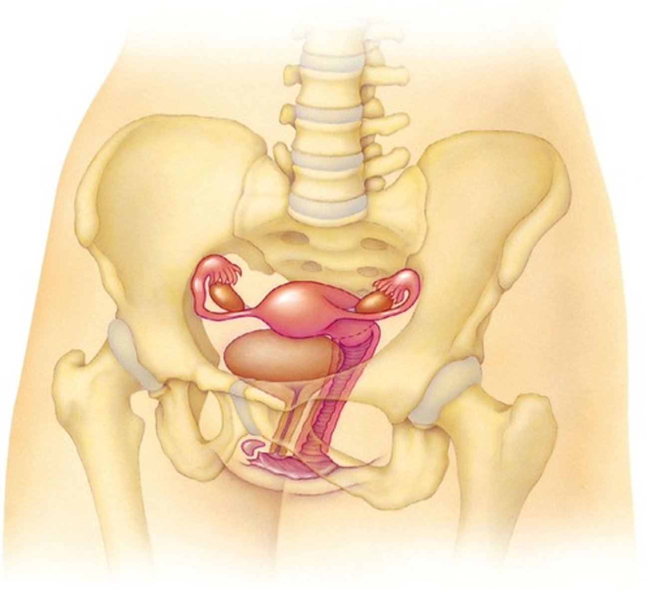 <p>Meiosis of a primary oocyte results in a secondary oocyte and a polar body; the secondary oocyte matures into an ovum.</p>