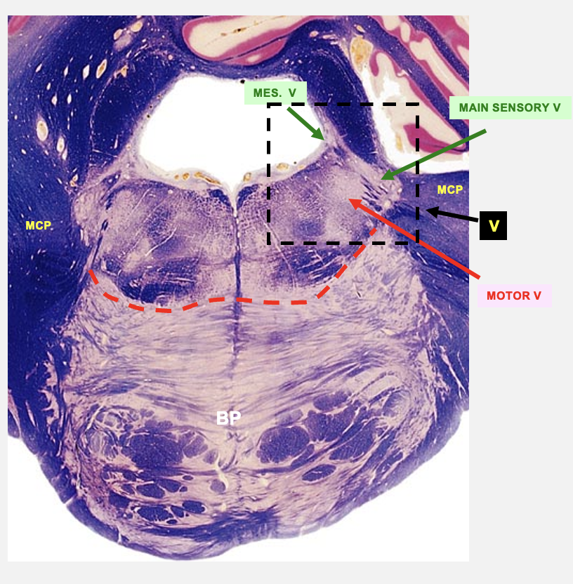 <p>dorsal mid-pons cross-section structures </p>