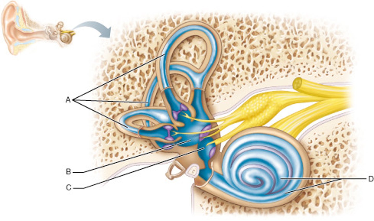 <p>ampulla</p>
