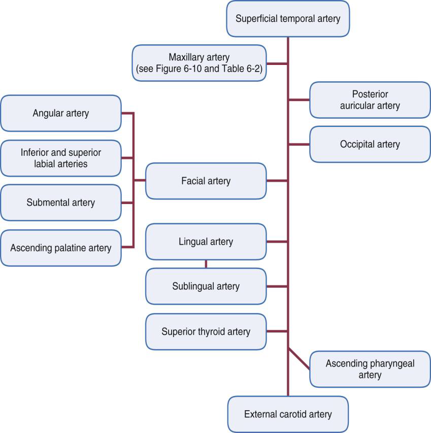 <p>Superior thyroid, Lingual, and Facial arteries.</p>