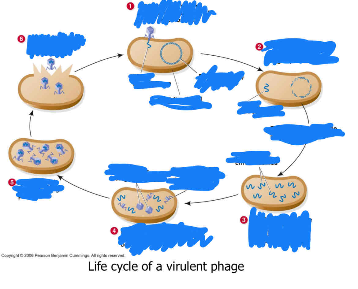 <p>fill this out for the virulent phages </p>