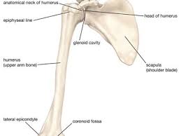 <p>• Head with glenoid fossa (glenohumeral joint)</p><p>• Radius and ulna at distal end (elbow)<br></p>