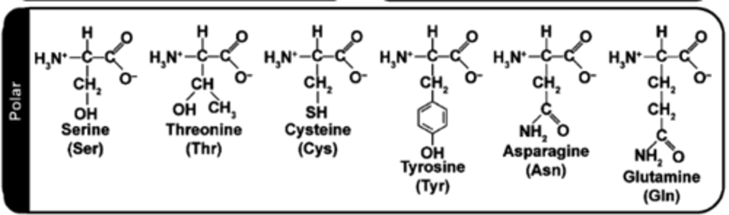 <p>Look for:​</p><p>Oxygen or nitrogen in the side chain ​</p><p>No charges ​ </p>