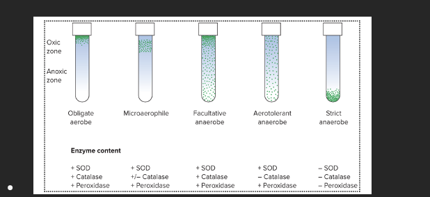 Can growth with or without O2, but grow faster in its presence where they perform aerobic respiration. They are found throughout the tube but there will be a denser cluster near the top