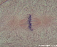 <p>second phase of mitosis, during which the chromosomes line up across the center of the cell</p>
