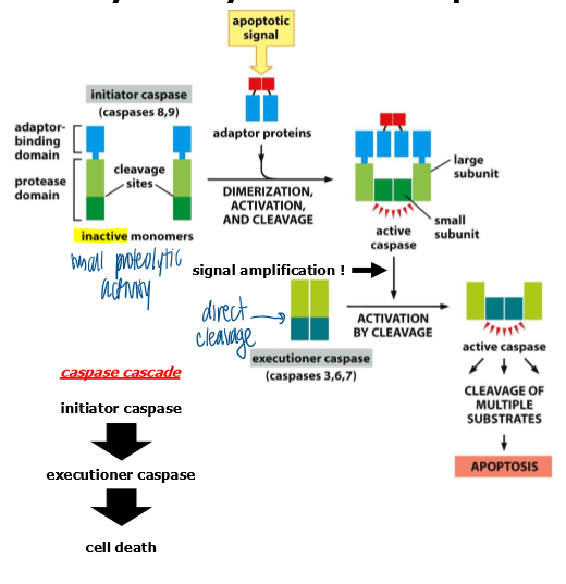 <ul><li><p>when brought into proximity, initiator pro-capses cleave each other, resulting in full activation </p></li><li><p>initiator caspases activate executioner procaspases → executioner caspses disassemble the cell by cleaving essential cellular proteins </p></li><li><p>provides robust activation of cell-death processes </p></li><li><p>once fully activated = impossible for the cell to prevent cell death </p></li></ul><p></p>