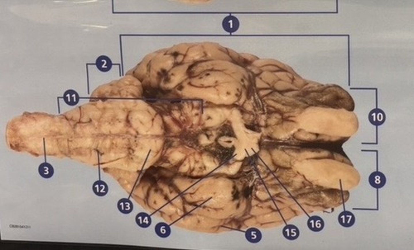 <p>What is number 15?</p>