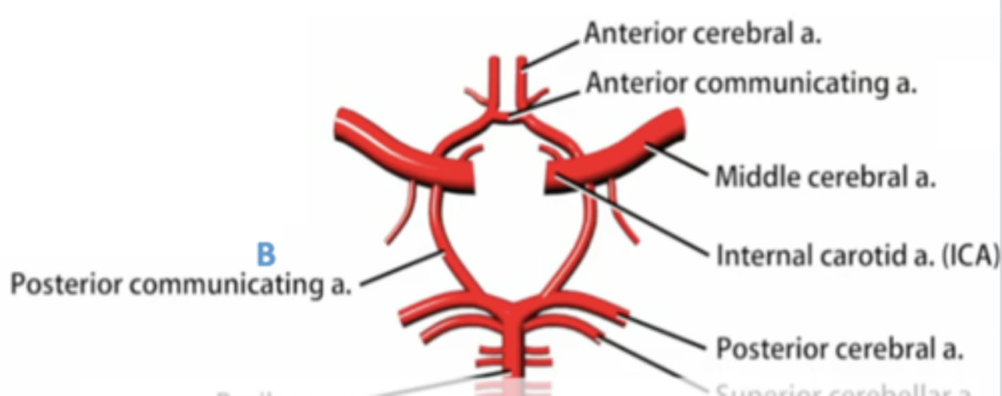 <p>1. posterior cerebral arteries</p><p>2. posterior communicating arteries</p><p>3. internal carotid arteries</p><p>4. middle cerebral arteries</p><p>5. anterior communicating artery (only 1 of these)</p><p>6. anterior cerebral arteries</p>
