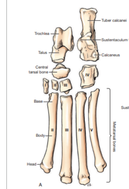 <p>What view of the tarsal/metatarsal/forepaw is this?&nbsp;</p>