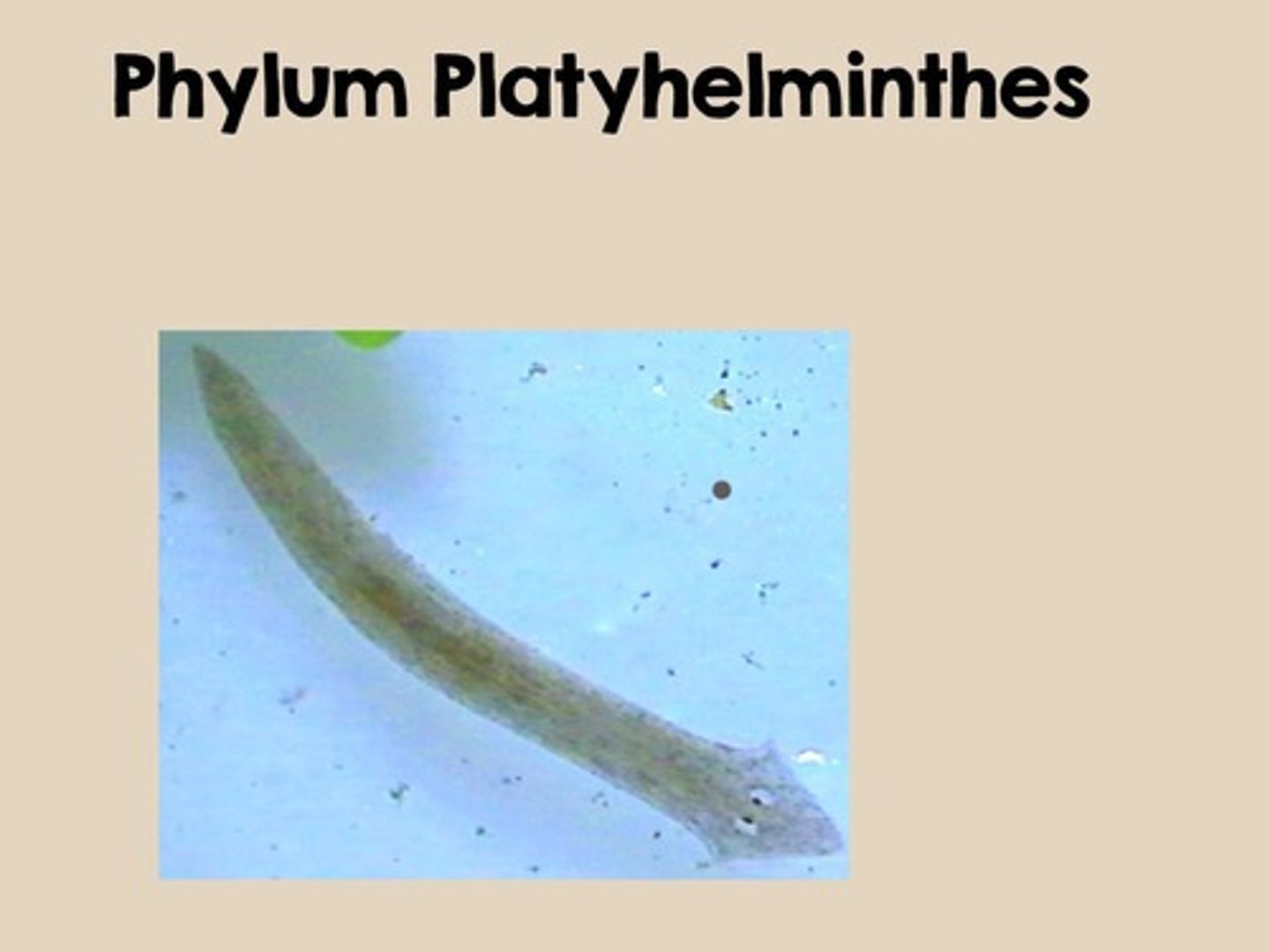 <p>A specialized cell in cnidarians that contains a stinging structure used to capture prey.</p>