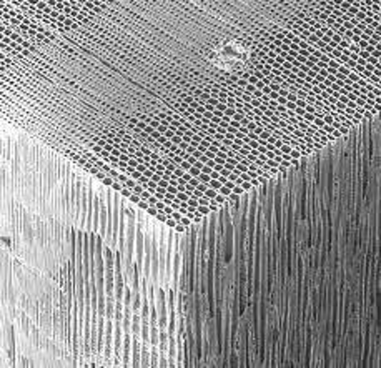 <p>Blockage of xylem by air bubbles due to hot, dry conditions.</p>