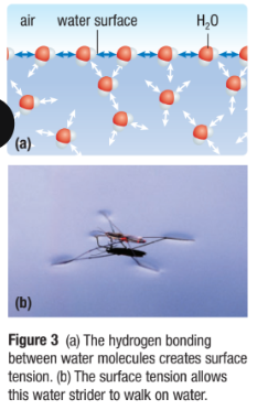 <ul><li><p><span>A property of water where H-bond lattice results in water molecules staying close together&nbsp;</span></p></li><li><p><span>This creates <strong>surface tension</strong>: how difficult it is to stretch or break the surface of a liquid&nbsp;</span></p></li><li><p><span>This allows small insects to walk on water</span></p></li></ul><p></p>