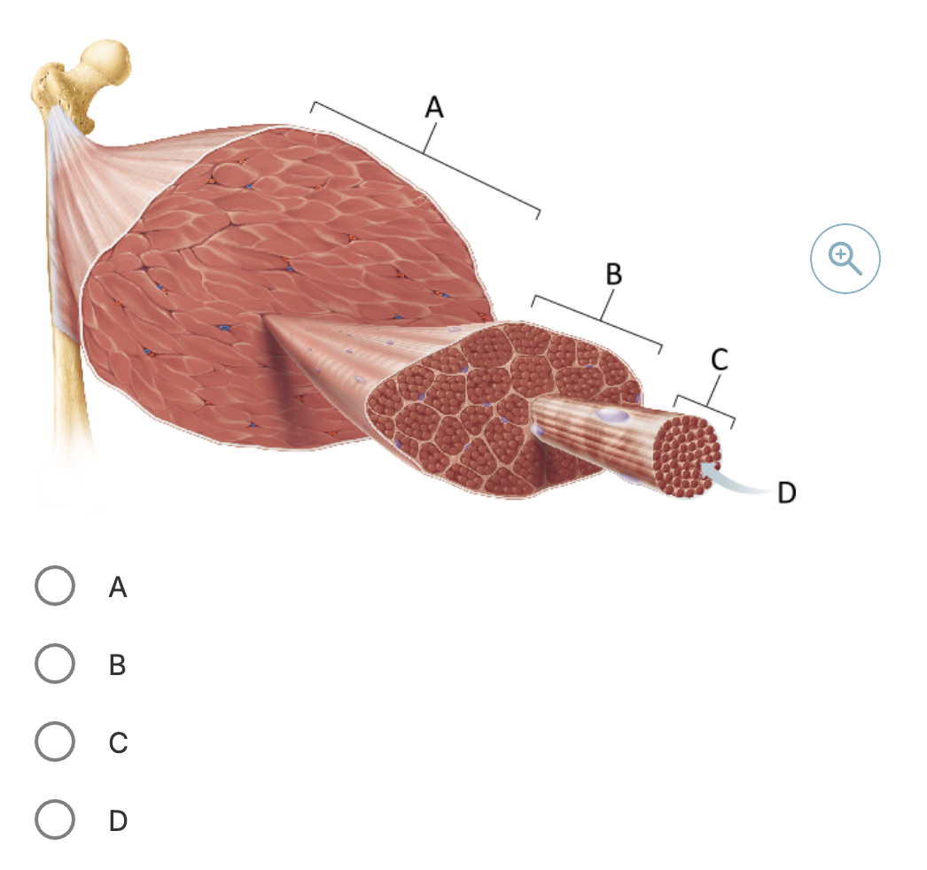 <p>Which structure in the figure corresponds to a single skeletal muscle cell?</p>