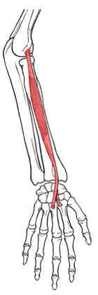 <p>Extensor Carpi Radialis Brevis</p>