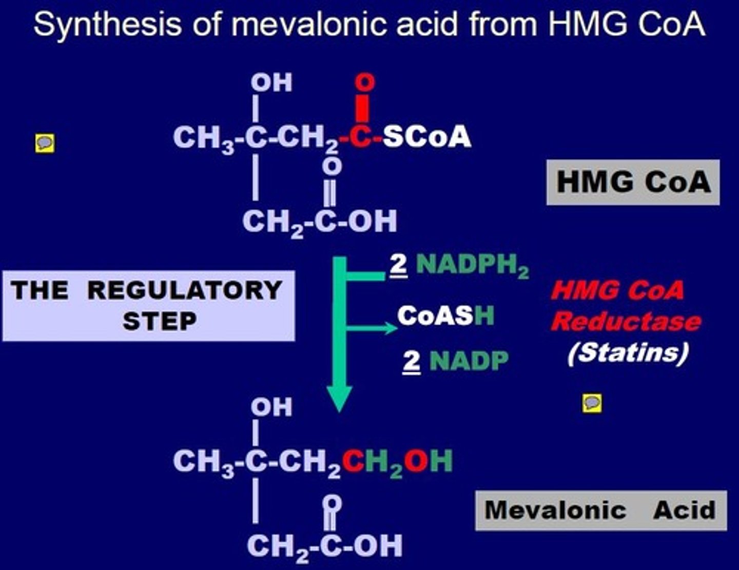 <p>By inhibiting HMG CoA Reductase<br><br>This stops the synthesis of mevalonic acid from HMG CoA</p>