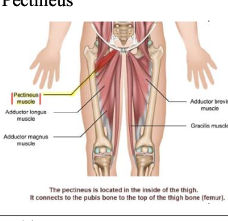 <p>Pectineus - Adductor</p><p>I</p>