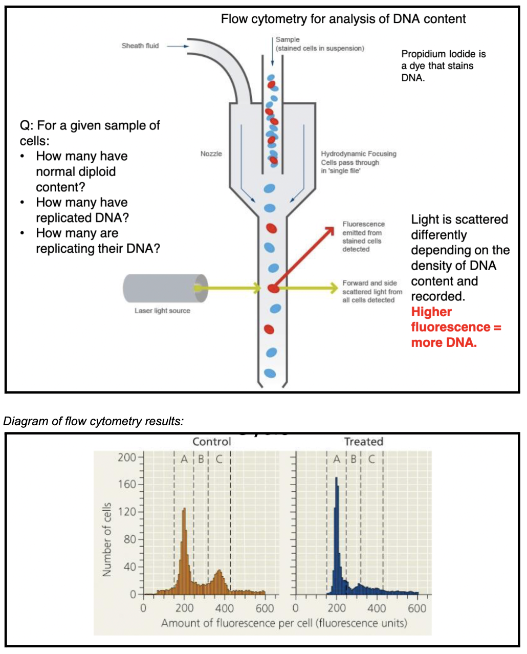 technique to look at DNA content at a point in time

\
*method of flow cytometry:*


1. DNA in cells stained with propidium iodide (a dye with to fluorescent tag)
2. sample of stained DNA is loaded into a narrow chamber in the flow cytometer (to separate the DNA molecules as much as possible)
3. a laser light source hits the flow cytometer (and thus hits the stained DNA in it - each DNA molecule passes through the beam of light one at a time)
4. light is scattered differently depending on the density of the DNA content and recorded → fluorescence emitted from stained cells detected while forward/side-scattered light from all cells also detected

   
   1. light scattering/emission (level of fluorescence aka DNA density) is measured (plotted on x-axis) as well as the number of cells WITH that specific fluorescence level (plotted on y-axis)
   2. the amount of fluorescence per cell is determined by the amount of DNA in that cell → more DNA = higher fluorescence for that cell