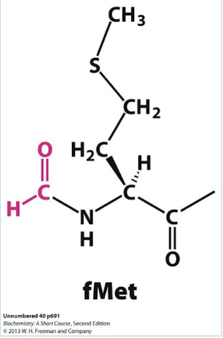 <p>Methionine aminopeptidase; deformylase. </p>
