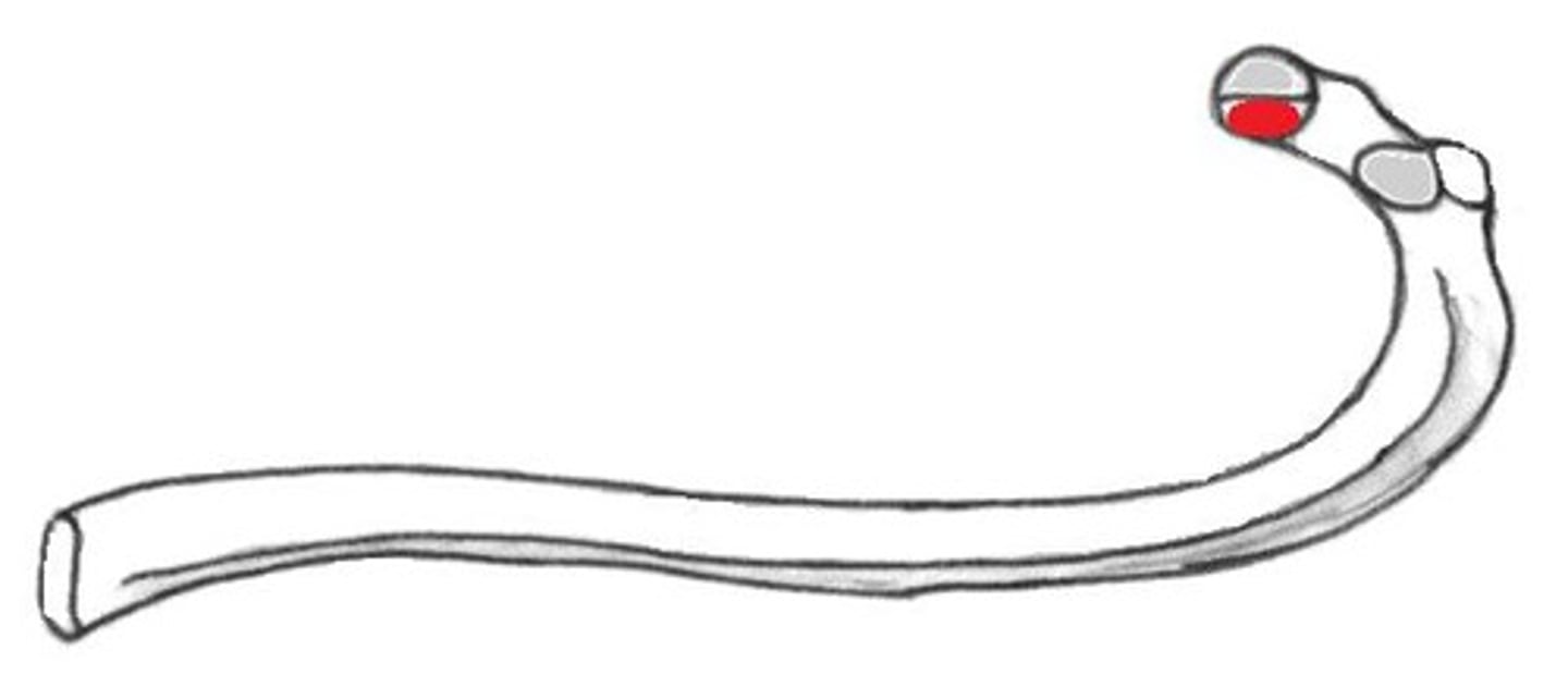 <p>Articulates with the superior costal facet of a thoracic vertebral body.</p>