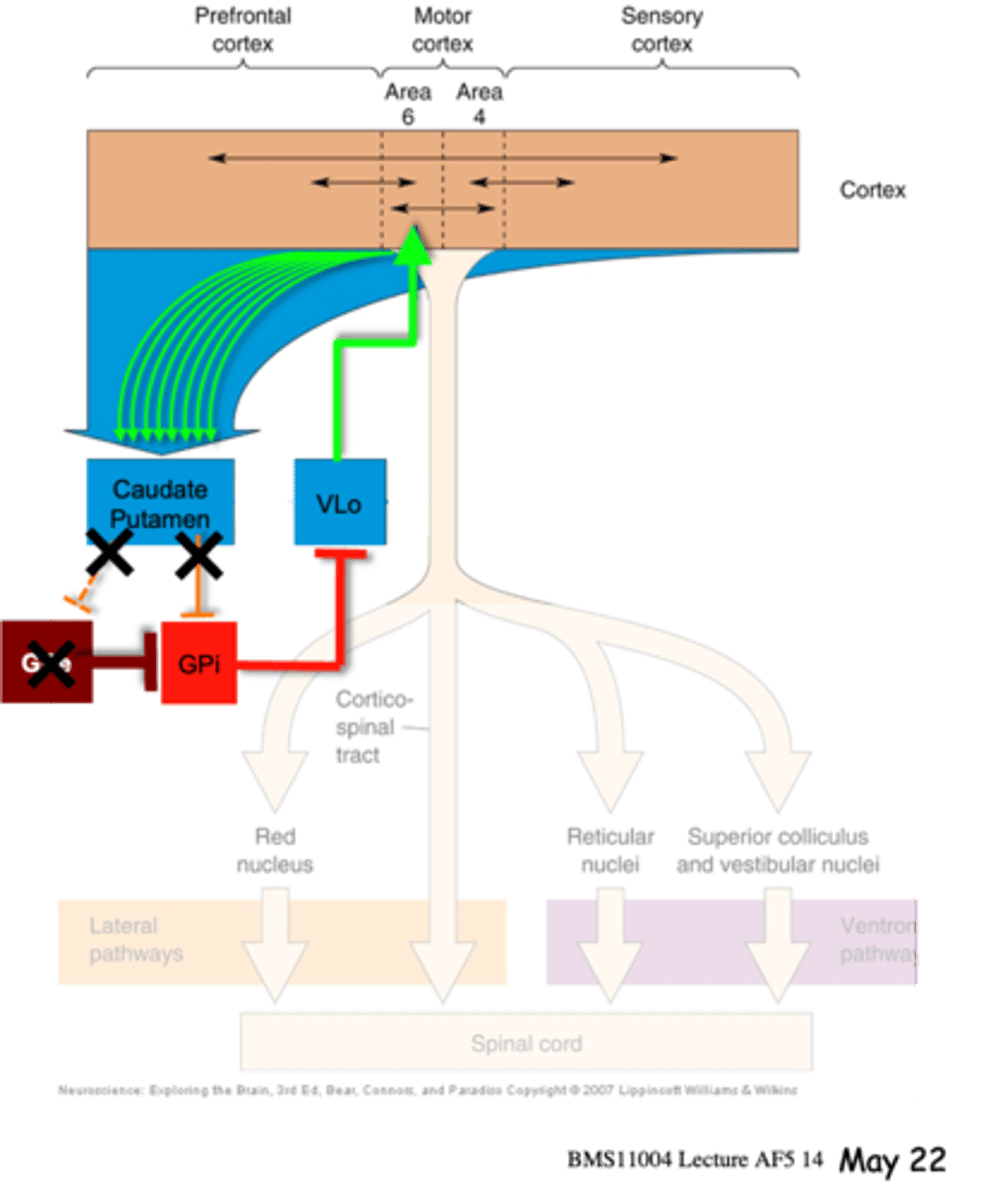<p>What happens later on in Huntington's in the basal ganglia?</p>