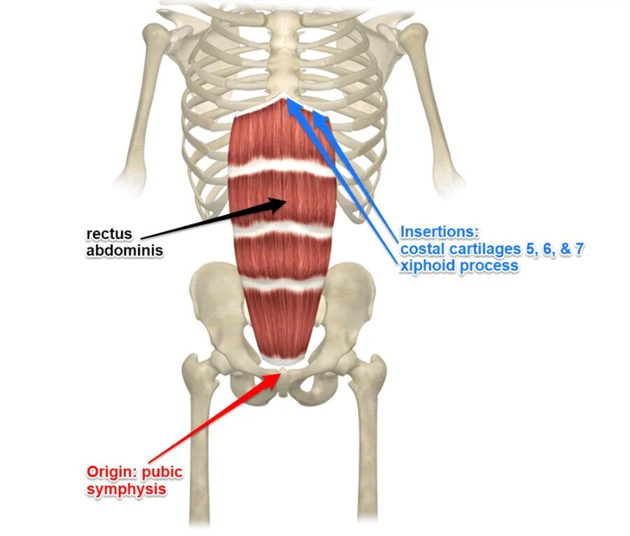 <p>rectus abdominis: insertion</p>